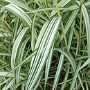 Phalaris arundinacea Feesey