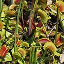 Dionaea muscipula (muchołówka amerykańska)