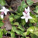 Mitchella repens