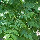 Koelreuteria paniculata (mydleniec wiechowaty)