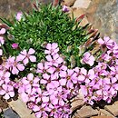 Saponaria ×olivana (mydlnica oliwska)