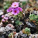 Androsace mucronifolia (naradka sztyletolistna)