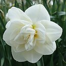 Narcissus Acropolis
