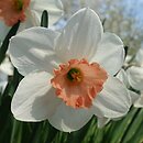 Narcissus Heart Throb