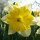 Narcissus Holiday-Inn International