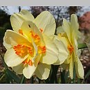 Narcissus Tahiti
