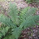 Dryopteris (nerecznica)