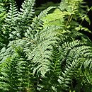 Dryopteris stewartii (narecznica Stuarta)