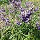 Vitex agnus-castus Pivac-II