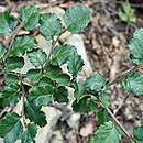 Nothofagus (bukan)