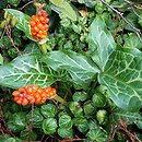 Arum italicum (obrazki włoskie)