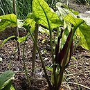 Arum elongatum