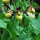 Cypripedium calceolus Emil