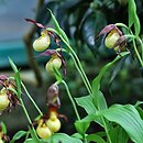 Cypripedium kentuckiense (obuwik kentacki)