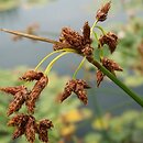 Schoenoplectus (oczeret)