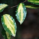 Elaeagnus pungens (oliwnik kłujący)