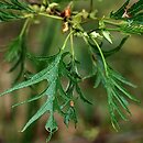 Alnus glutinosa Imperialis