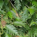 Alnus incana Laciniata