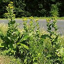 Inula helenium (oman wielki)