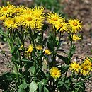 Doronicum cv. Finesse (omieg 