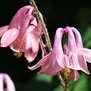 Aquilegia amaliae (orlik amalii)