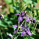 Aquilegia alpina (orlik alpejski)