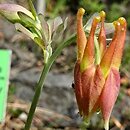 Aquilegia desertorum (orlik pustynny)