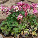 Aquilegia flabellata (orlik wachlarzowaty)