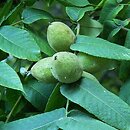 Juglans cinerea (orzech szary)