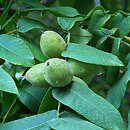 Juglans (orzech)