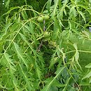 Juglans regia Leopold