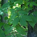 Carya laciniosa (orzesznik siedmiolistkowy)