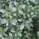 Osmanthus ×burkwoodii (osmantus Burkwooda)
