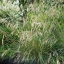 Stipa gigantea (ostnica olbrzymia)