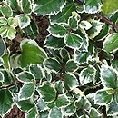 Ilex ×meserveae Casanova