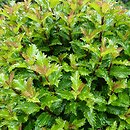 Ilex ×meserveae Mondo