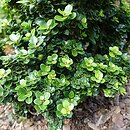Ilex crenata Dwarf Pagoda