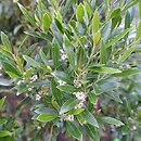 Ilex glabra Gem Box