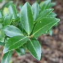 Ilex maximowicziana (ostrokrzew Maksymowicza)