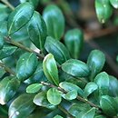 Ilex crenata Convexa