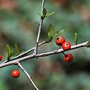 Ilex decidua