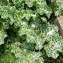 Silybum marianum (ostropest plamisty)