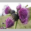 Cirsium waldsteinii (ostrożeń wschodniokarpacki)