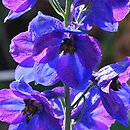 Delphinium ×cultorum Black Knight