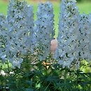 Delphinium ×cultorum Galahad