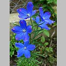 Delphinium grandiflorum (ostróżka wielkokwiatowa)