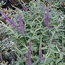 Teucrium hircanicum (ożanka kaspijska)