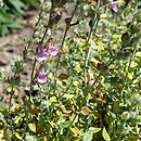 Teucrium marum
