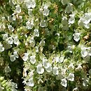 Teucrium chamaedrys Album
