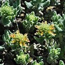 Teucrium musimonum